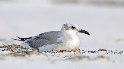 Laughing Gull