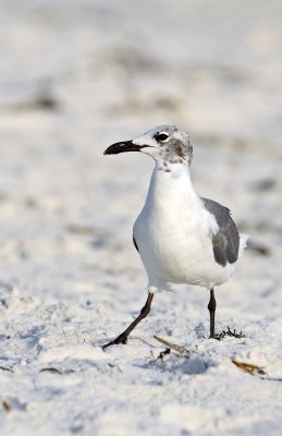 Laughing Gull