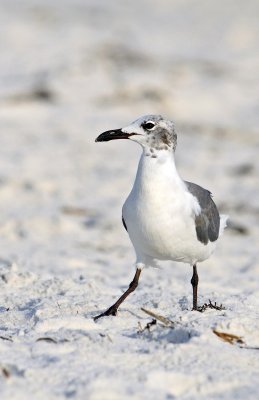 Laughing Gull