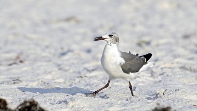 Laughing Gull