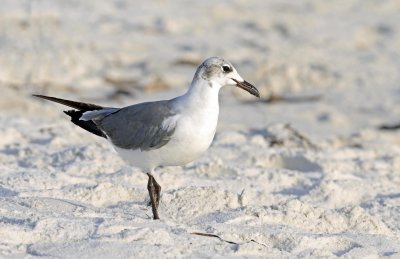 Franklin's Gull