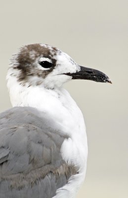 Laughing Gull