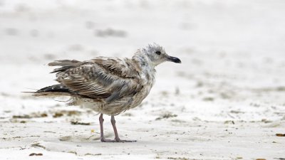 Lesser Black-backed Gull