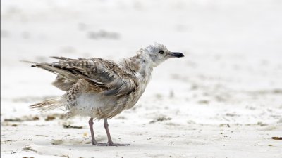 Lesser Black-backed Gull