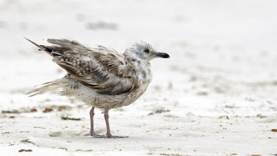 Lesser Black-backed Gull