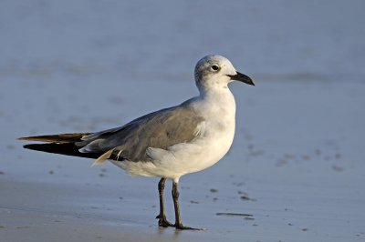 Laughing Gull