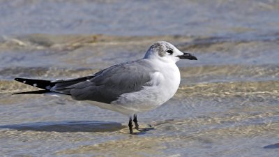 Laughing Gull