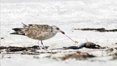 Herring Gull