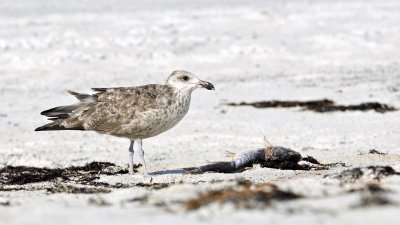 Herring Gull