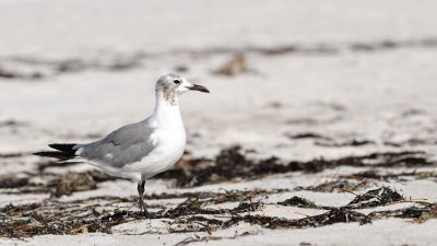 Laughing Gull