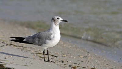 Laughing Gull