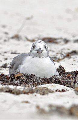 Laughing Gull