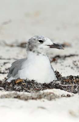 Laughing Gull