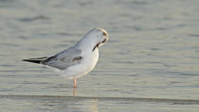 Little Gull