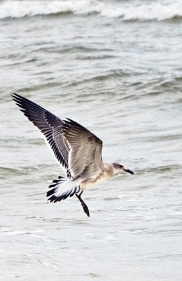 Laughing Gull