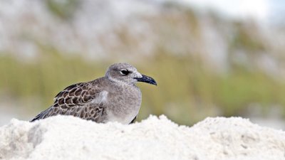 Laughing Gull