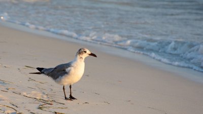 Laughing Gull