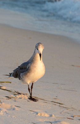 Laughing Gull