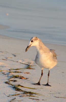 Franklin's Gull