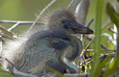 Tricolor Heron - Young