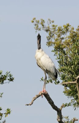 g9/73/927573/3/163629977.LTzngqal.jpg