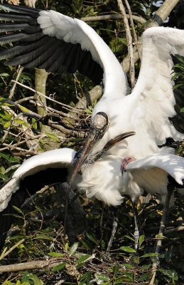 Woodstorks - Mating