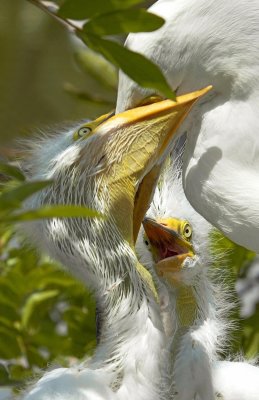White Egret - Young