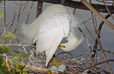 Snowy Egret - Young