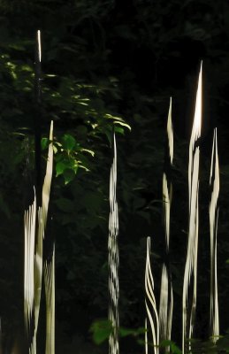 Zebra Reeds 2015