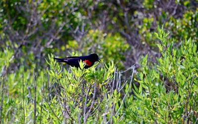 Red Winged Black Bird at Guana