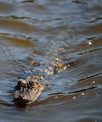 Guana Lake Baby Alligator