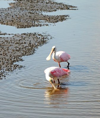 Summer time visitors- Roseate Spoonbill