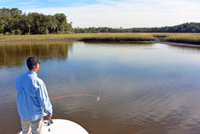 Sight fishing for backing and tailing redfish