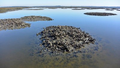Wintertime mud flats with Oyster mounds  at low tide hold Redfish
