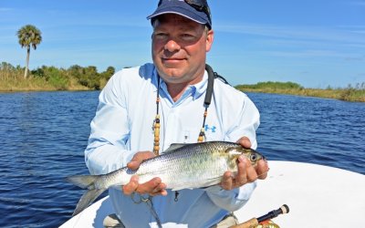 Bob. M. from Jacksonville caught 7 Shad this day on the upper St. Johns River