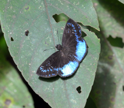 Butterfly1.jpg