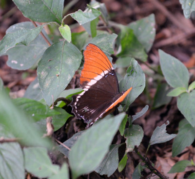 Butterfly2.jpg