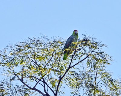 Crimson-fronted parakeet.jpg