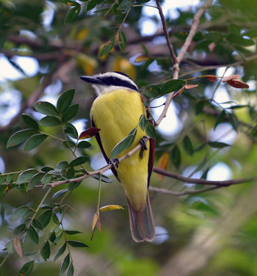 Great Kiskadee.jpg
