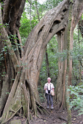 Lynn under a strangler fig tree.jpg