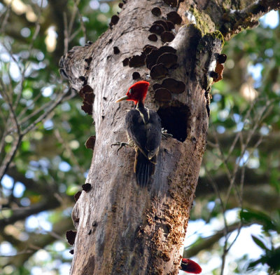 Pale-billed wodpecker.jpg