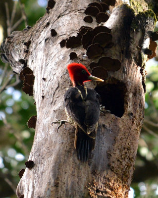 Pale-billed woodpecker2.jpg