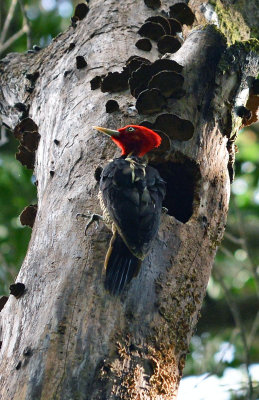 Guanacaste November 2013