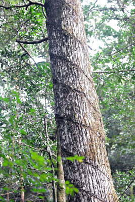 Rubber tree.jpg