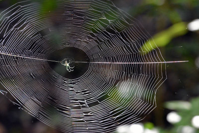 Spider web.jpg