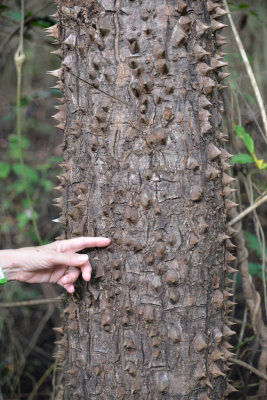 Spiny cedar tree.jpg