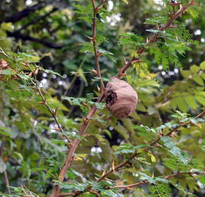 Wasp nest on Bullhorn Acacia.jpg