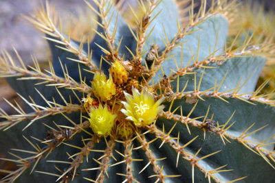 Cactus blossom.jpg
