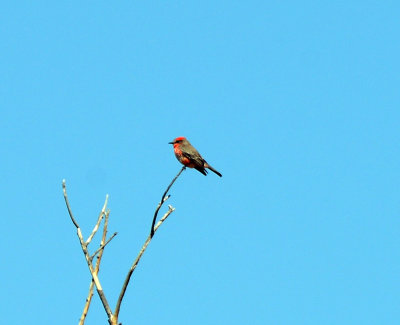 Vermilion flycatcher female.jpg