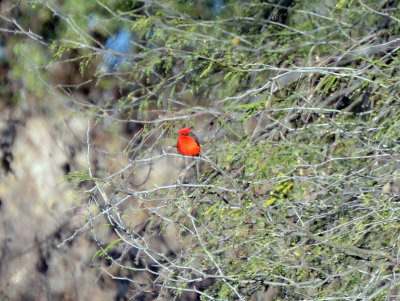 Vermilion flycatcher male.jpg